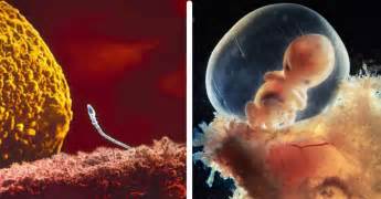Qu Est Ce Qu Un Embryon Enquête : comment caracteriseriez-vous l'embryon ? - Magicmaman.com
